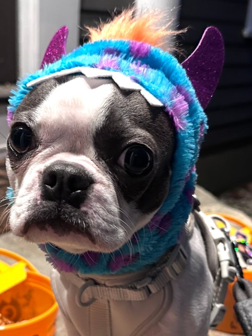 Vibrant Life Sulley Inspired Dog Hat Costume Monsters Inc Style XS/S